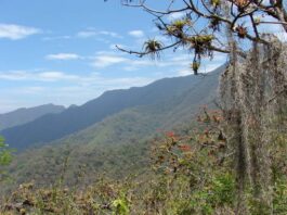 Actualizaran plan maestro de Área de Conservación Regional Bosques de Salitral- Huarmaca Actualizaran plan maestro de Área de Conservación Regional Bosques de Salitral- Huarmaca