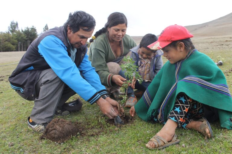 Reforestarán alrededor de 2 mil hectáreas de tierras en la Meseta Andina