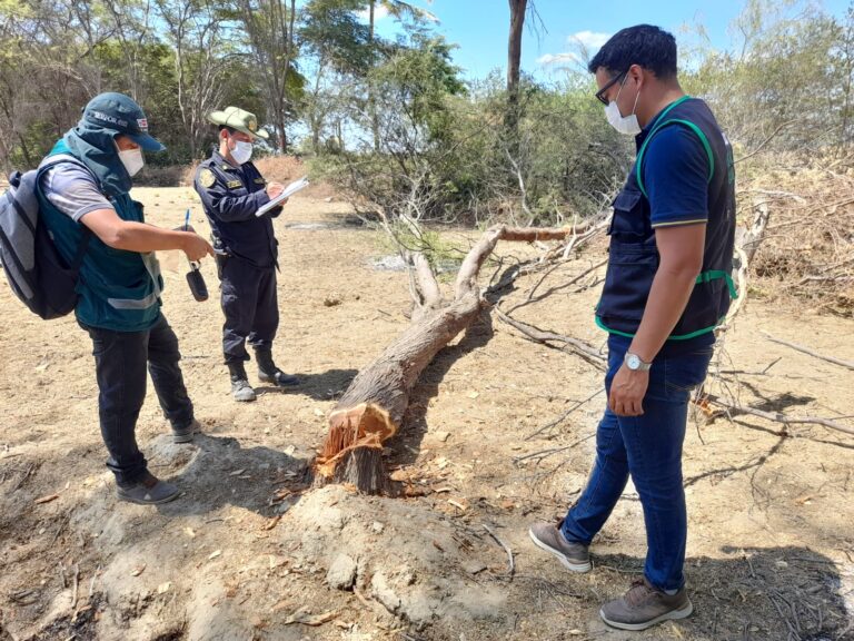 Hallan terrenos en donde se talaba y quemaba especies forestales ilegalmente