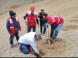 Utilizan tecnología de lluvia sólida para producción forestal en la Meseta Andina
