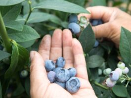 Perú cerca del top 10 de principales exportadores de frutas