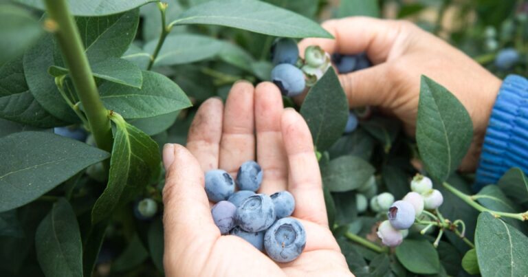 Perú cerca del top 10 de principales exportadores de frutas