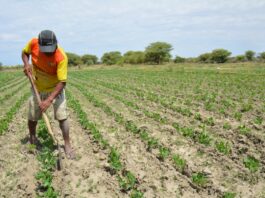 Bono Wanuchay de S/ 350: consulta aquí si eres beneficiario