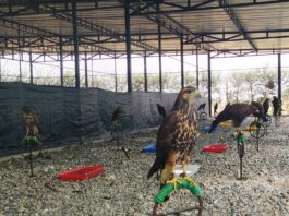 Incentivan uso de aves rapaces para controlar plagas en zonas agrícolas