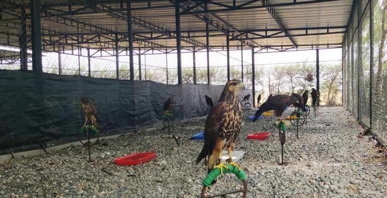 Incentivan uso de aves rapaces para controlar plagas en zonas agrícolas