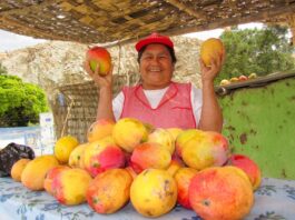Mango piurano ingresará al mercado sudafricano  Exportaciones de mango fresco aumentan con cifras récord