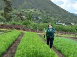 Instalación de 30 000 plantones forestales beneficiará a 350 familias productoras