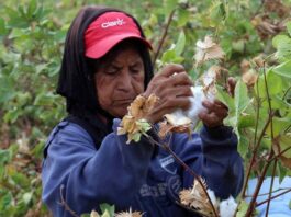 DRA Piura busca impulsar el cultivo de algodón y fortalecer la cadena productiva cultivo