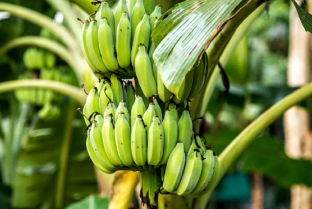 banano
