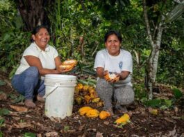 Reformularán crédito oportuno a productores del campo reformulación