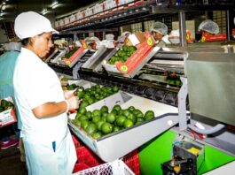 Perú: exportaciones agrarias sumaron crecieron 20.6% de enero a junio conflicto