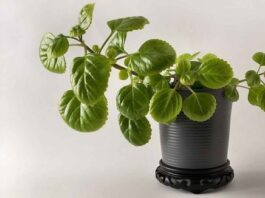 NASA: 9 mejores plantas de interior para limpiar el aire de tu casa