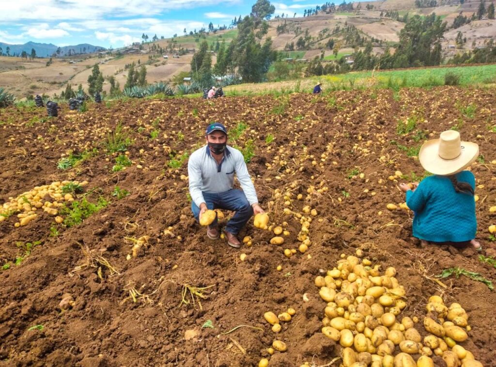 Agricultores serán parte de proyecto de desarrollo productivo de la papa
