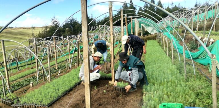 Seguidilla de lluvias mejora producción de viveros en la Meseta Andina