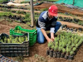 Realizan trabajos de deshijado en viveros de la Meseta Andina