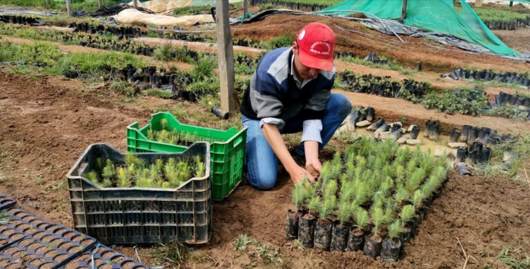 Realizan trabajos de deshijado en viveros de la Meseta Andina