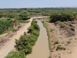 Revestimiento del canal Miguel Checa tendrá una inversión de S/9 millones Sullana: revestirán y ampliarán canal Miguel Checa