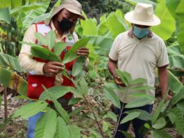 Jililí: productores de Cacao reciben cajones fermentadores