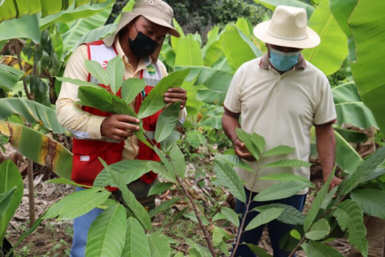 Jililí: productores de Cacao reciben cajones fermentadores