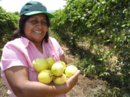 MEF destina a S/820 mil para mejorar la calidad del maracuyá de exportación Exportaciones de maracuyá generan ingresos de $46 millones