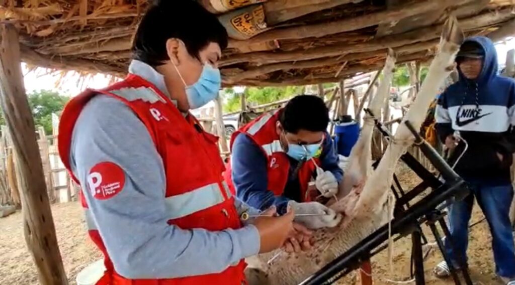 Inseminan a 22 ovejas para mejoras genéticas en Sechura