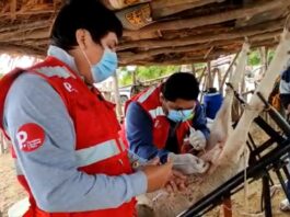 Inseminan a 22 ovejas para mejoras genéticas en Sechura Inseminan a 22 ovejas para mejoras genéticas en Sechura