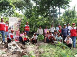Fortalecen capacidades sobre manejo de plagas a 20 productores de cacao Fortalecen capacidades sobre manejo de plagas a 20 productores de cacao