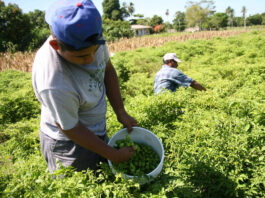 Ilich López: «Piura requiere unas 750 mil bolsas de urea para cubrir demanda agrícola”