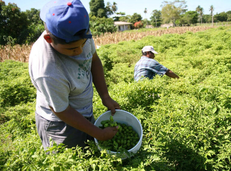 Ilich López: «Piura requiere unas 750 mil bolsas de urea para cubrir demanda agrícola”