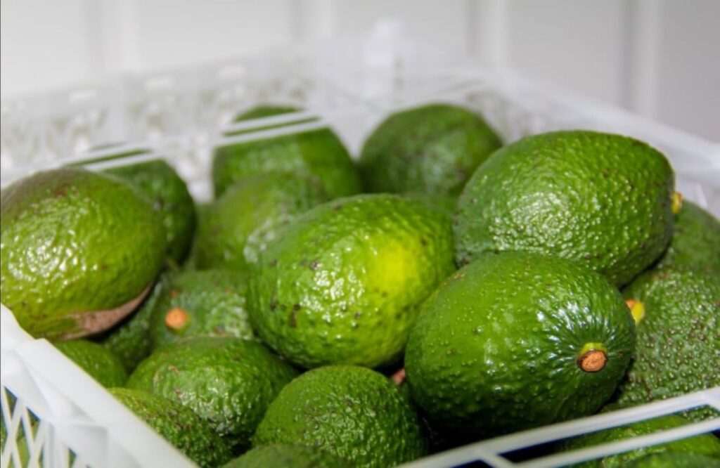 palta