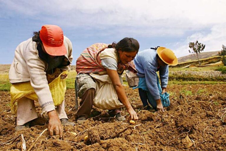 Piura: 5600 familias producen fertilizantes orgánicos para pequeños y medianos agricultores