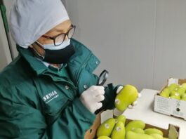 SENASA avanza con la erradicación de la plaga de mosca de la fruta