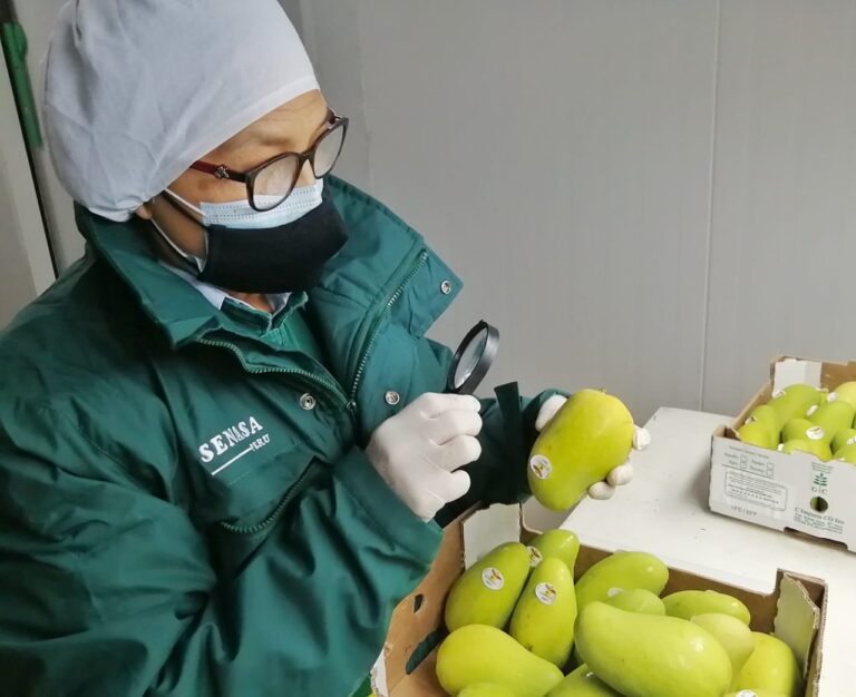 SENASA avanza con la erradicación de la plaga de mosca de la fruta
