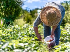 Congreso aprueba normas a favor del agro productores agropecuarios