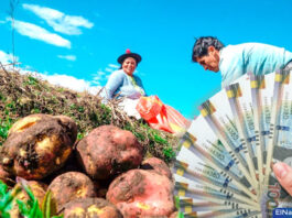 Piura: exhortan a productores agrarios a cobrar Bono Wanuchay en el Banco de la Nación