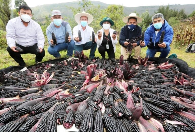 Perú: seis regiones cultivan el novedoso maíz morado INIA601