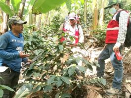 Equipo técnico del PIP Café supervisa la instalación de parcelas demostrativas café