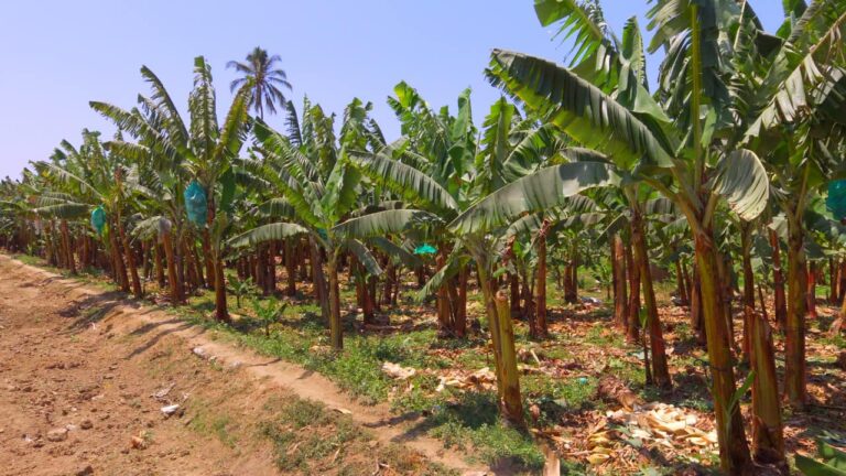 Plaga del fusarium pone en riesgo 32 mil hectareas de banano orgánico en Piura