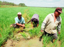 Piura: Agricultores recibirán agua para sus sembríos Piura: Agricultores recibirán agua para sus sembríos