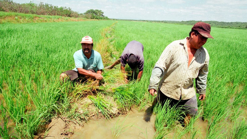 Piura: Agricultores recibirán agua para sus sembríos