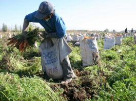 Más de medio millón de agricultores serán beneficiados por el Estado