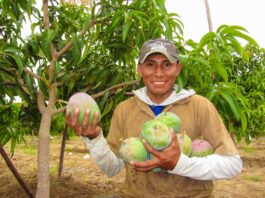 Piura: exportaciones alcanzarían los US$ 1,100 millones