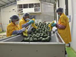 Palta Hass: el producto líder en exportaciones peruanas
