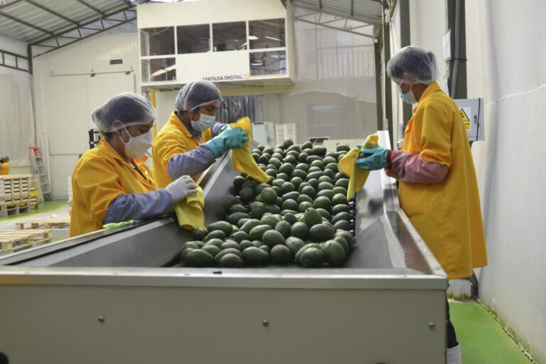 Palta Hass: el producto líder en exportaciones peruanas