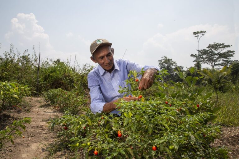 Gobierno otorgará nuevo bono para la compra de fertilizantes