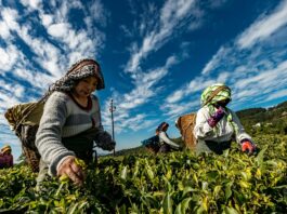 Benefician a 19 mil pequeños productores agropecuarios de la Macroregión Norte con créditos