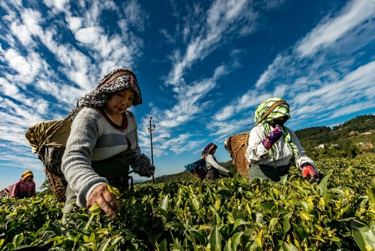 Benefician a 19 mil pequeños productores agropecuarios de la Macroregión Norte con créditos