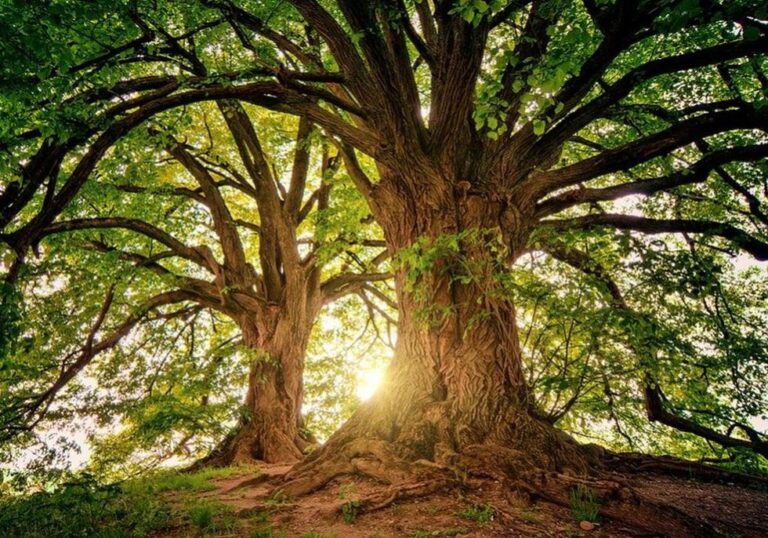 Día del árbol: conoce las diferentes especies de Perú y su valía para un desarrollo sostenible