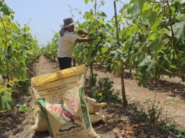 Contraloría emite recomendaciones para la entrega de bono destinado a fertilizantes