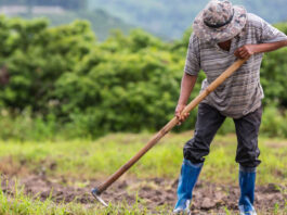 Los retos de una agricultura familiar sostenible en Piura